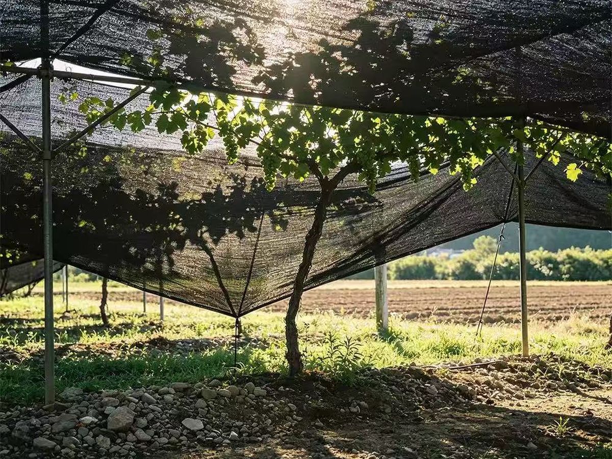 How to Choose Agricultural Shade Net: Shade Rate, GSM and UV Life